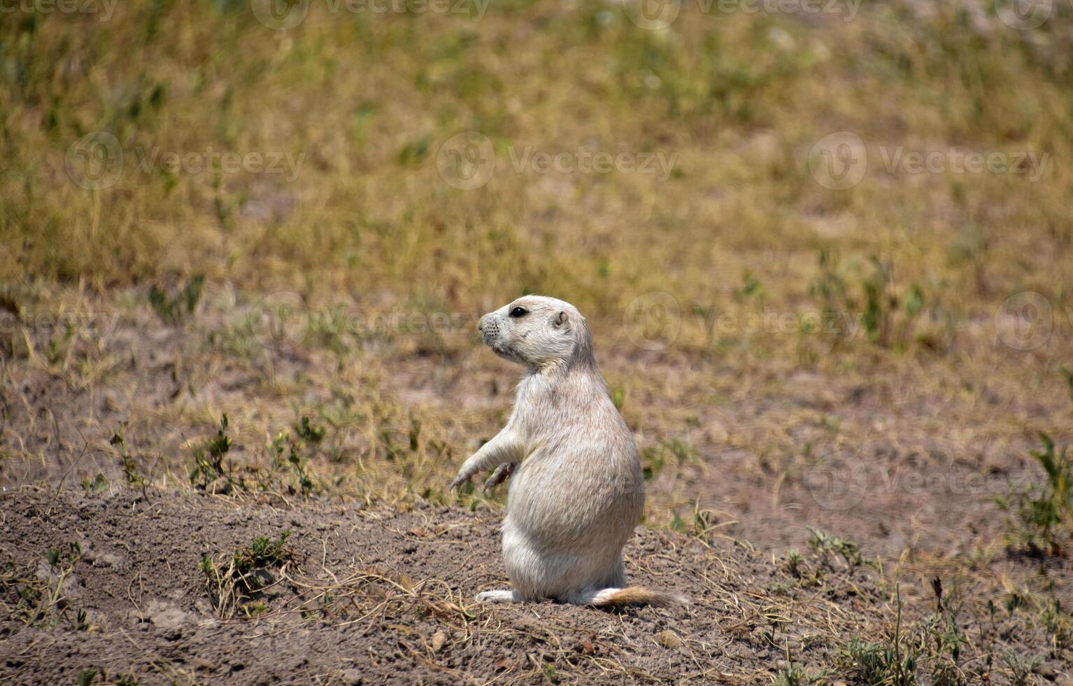 Black Tailed Prairie Dog Sitting on His Haunches photo