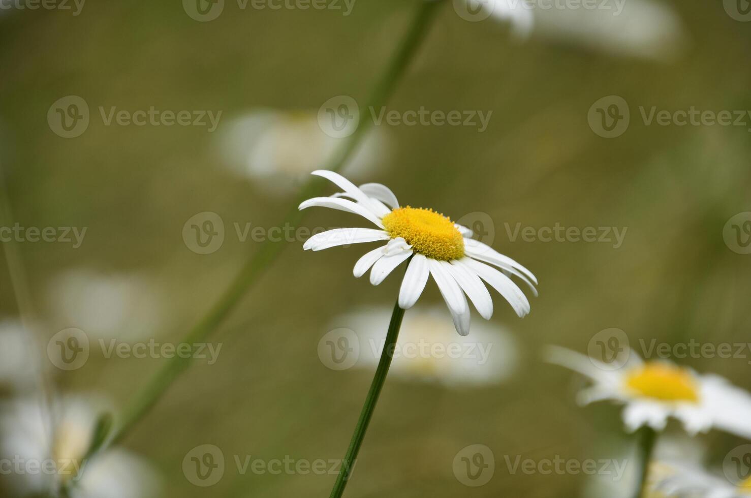 solitario salvaje margarita flor florecer floreciente foto