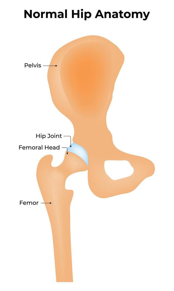 Normal Hip Anatomy Science Design Illustration Diagram vector