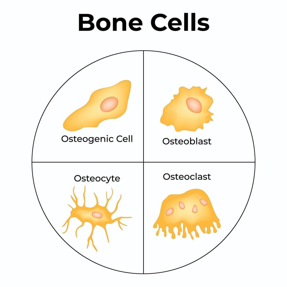 Bone Cell Design Illustration Diagram vector