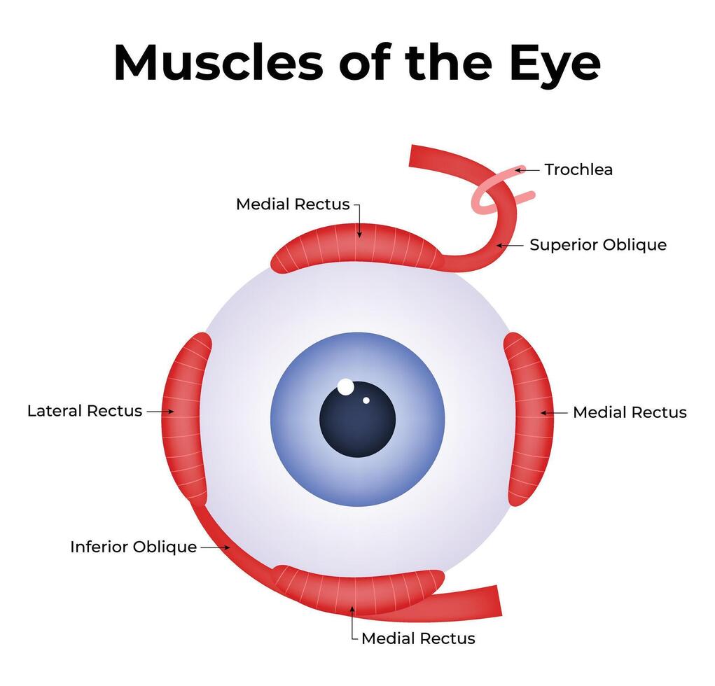 músculos de el ojo Ciencias diseño ilustración diagrama vector