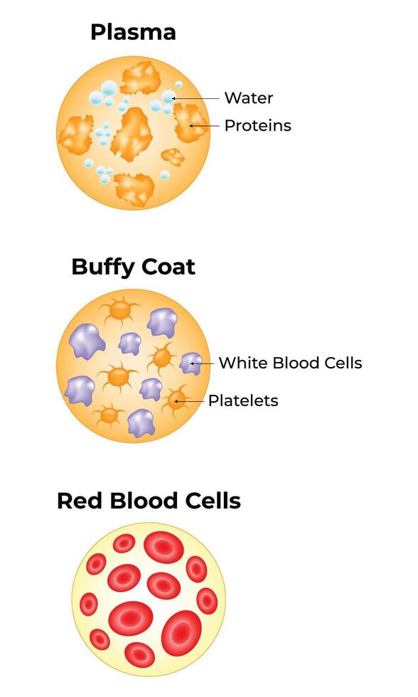 Plasma, Buffy Coat, Red Blood Cells Science Design Illustration Diagram vector