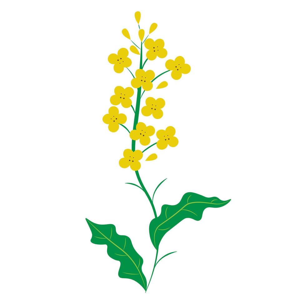 rape with yellow flowers on white background vector
