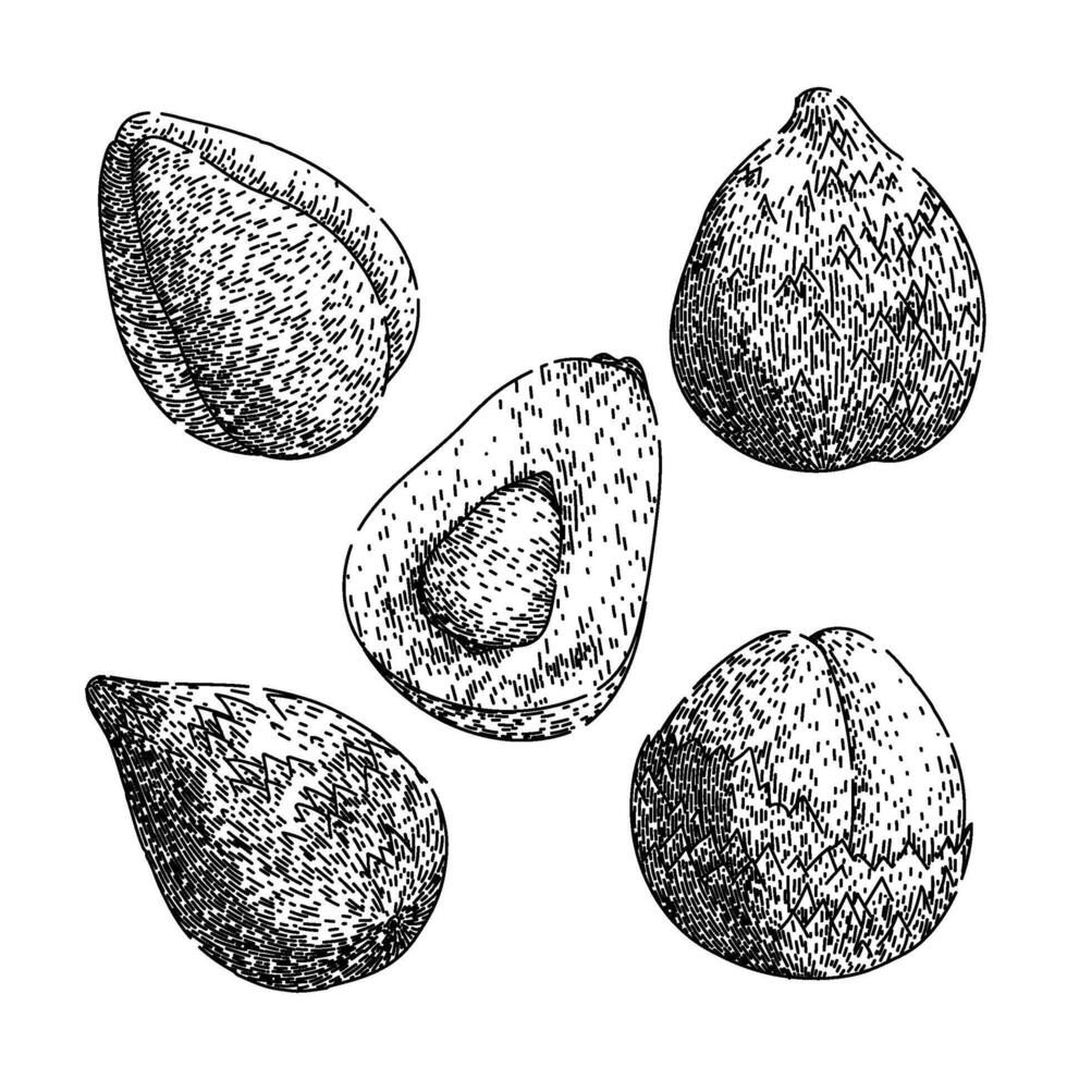 salak fuit set sketch hand drawn vector