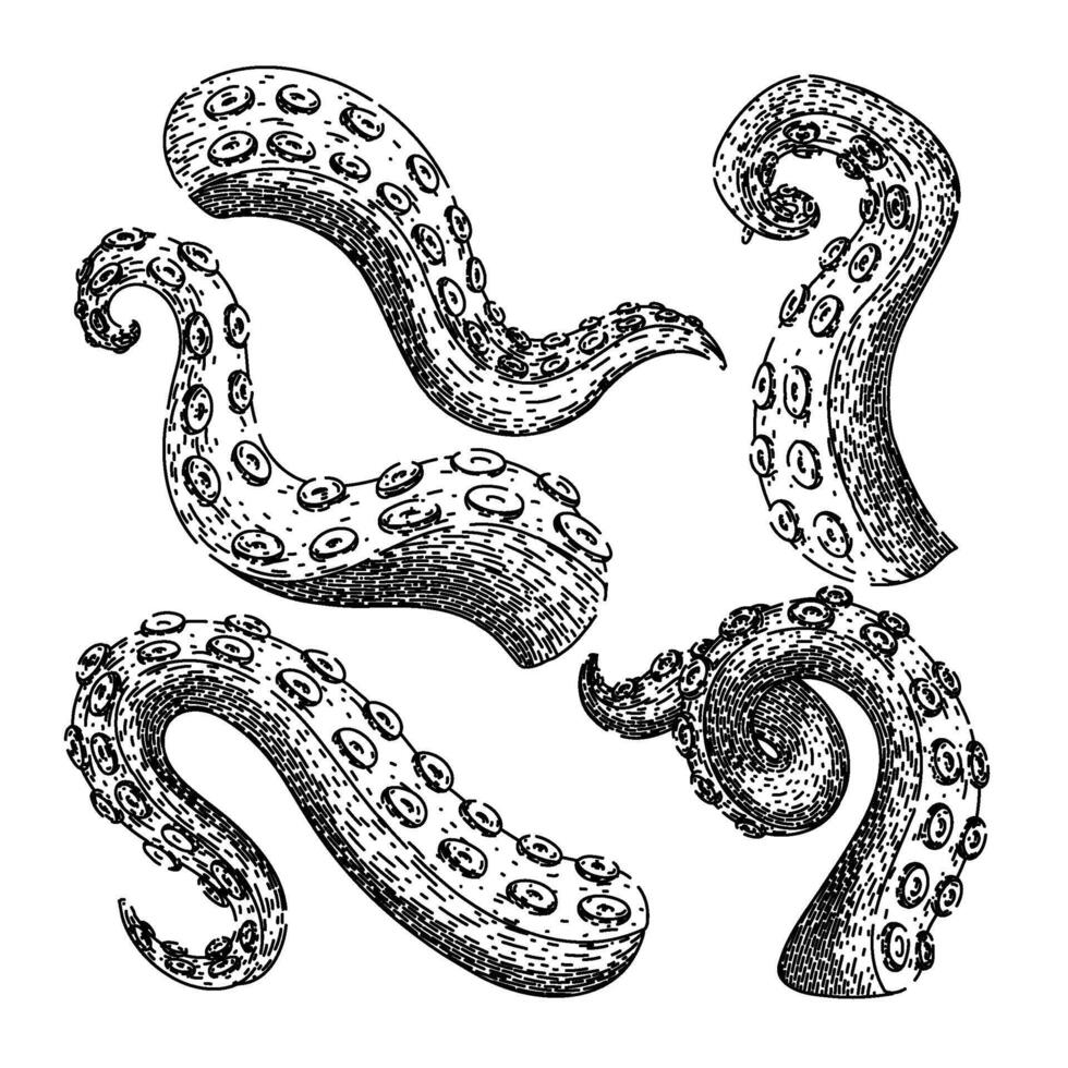 octopus kraken tentacle set sketch hand drawn vector