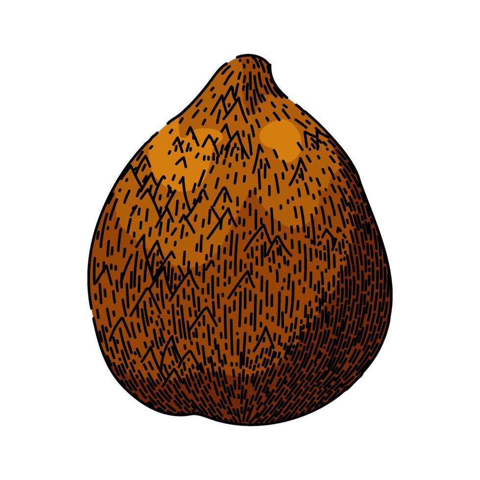 salacca salak fuit sketch hand drawn vector