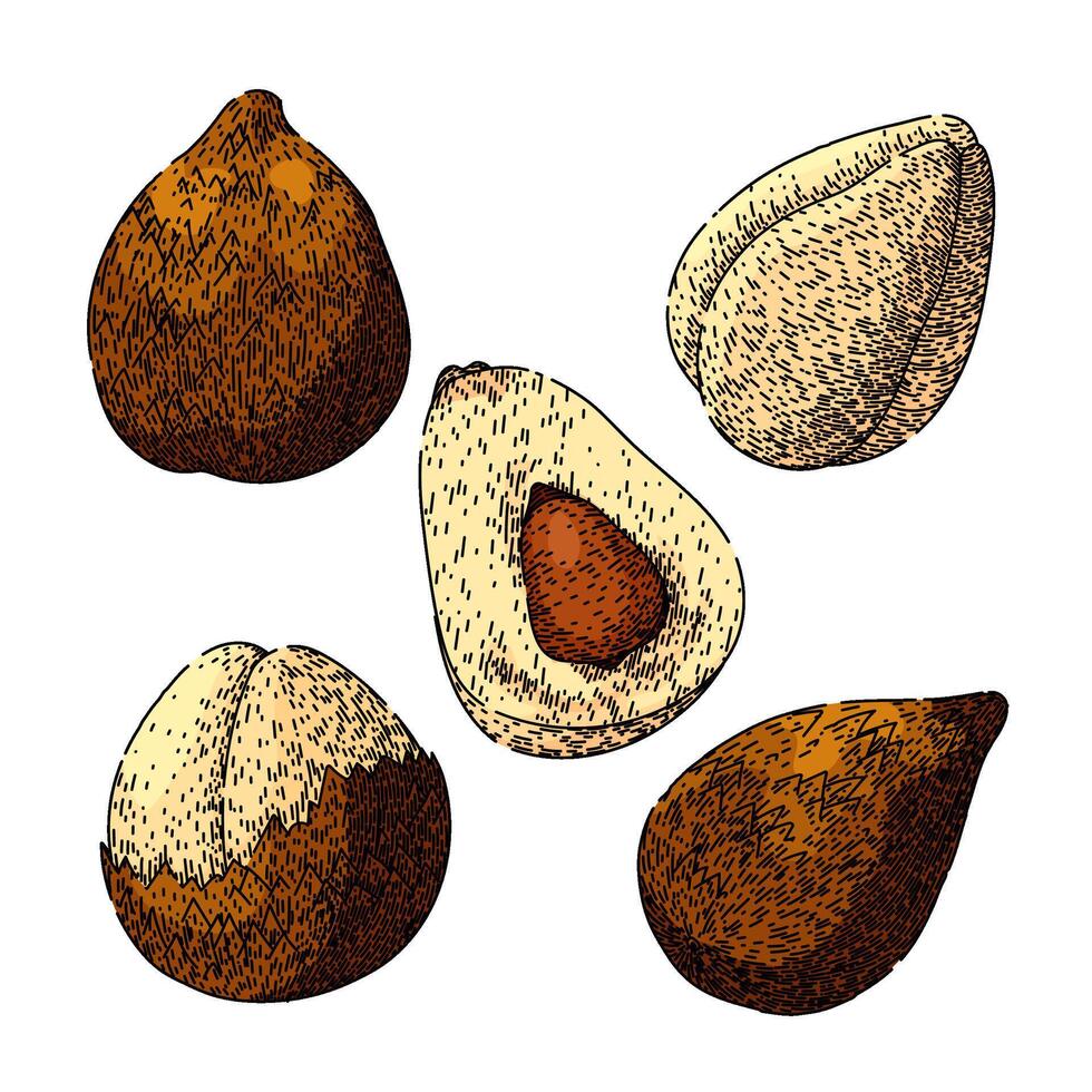 salak fuit set sketch hand drawn vector
