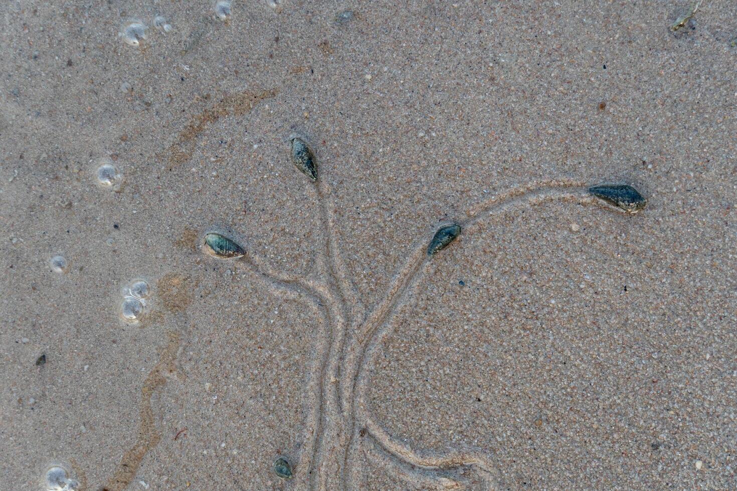 encima ver de viaje de vivo cosas. Caracoles viaje en mojado arena. huellas de Caracoles viaje me gusta arboles y sucursales. foto