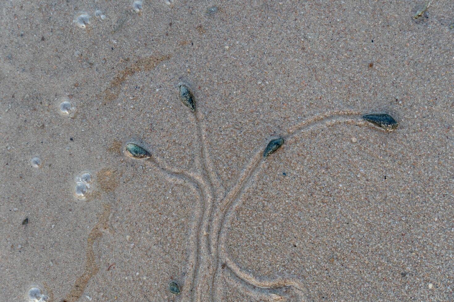 Above view of journey of living things. Snails travel on wet sand. Traces of snails travel like trees and branches. photo