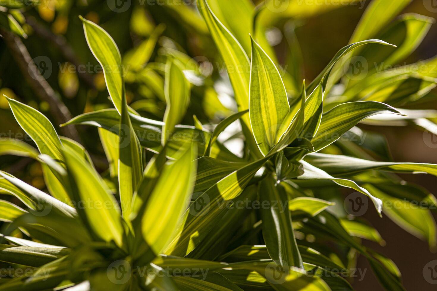 tropical planta detalle en macro disparar 2 foto