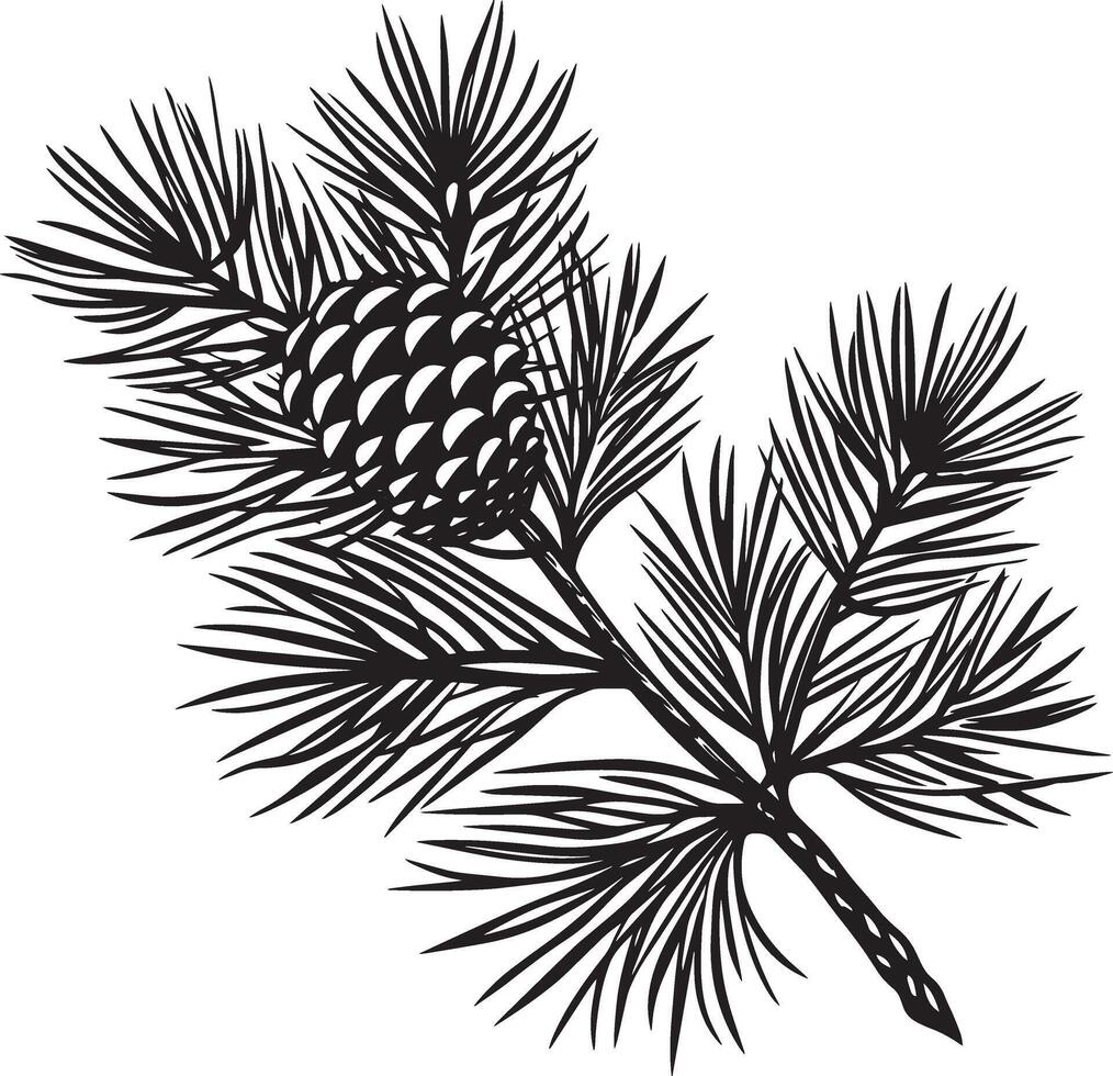 branch of pine tree. on a white background. illustration vector