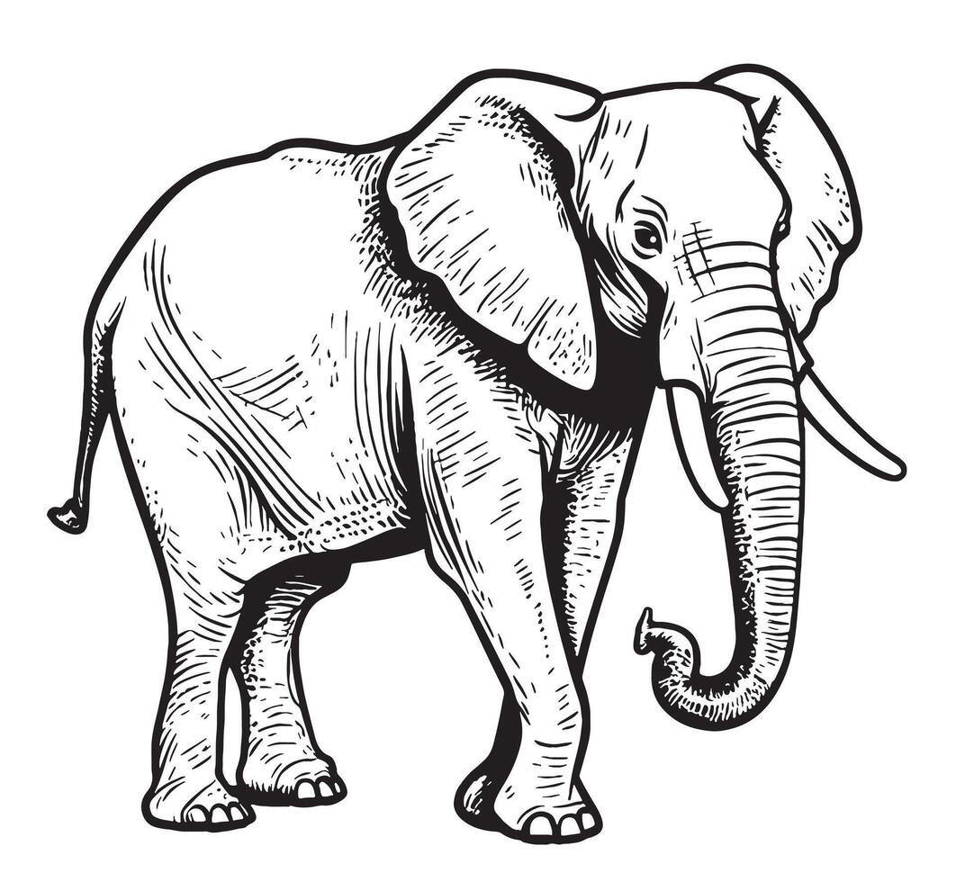 Indian Elephant walking hand drawn sketch illustration vector