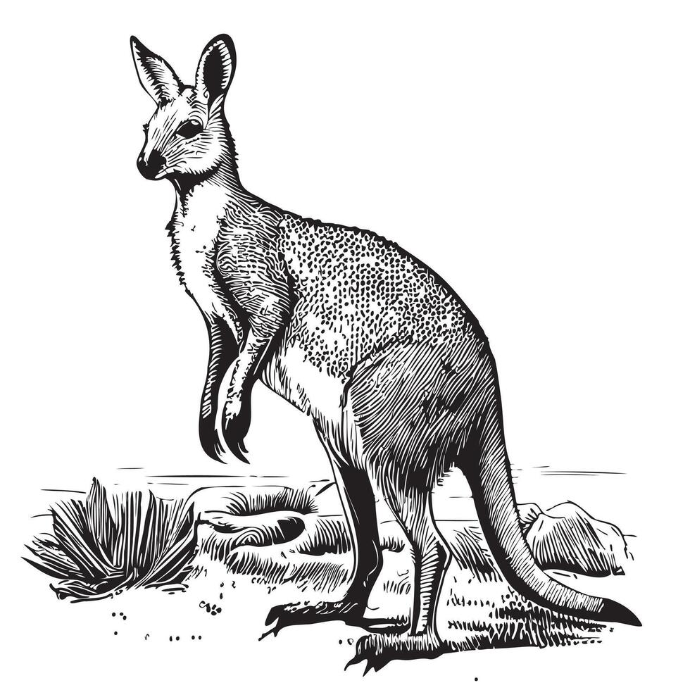 Kangaroo animal hand drawn sketch illustration vector