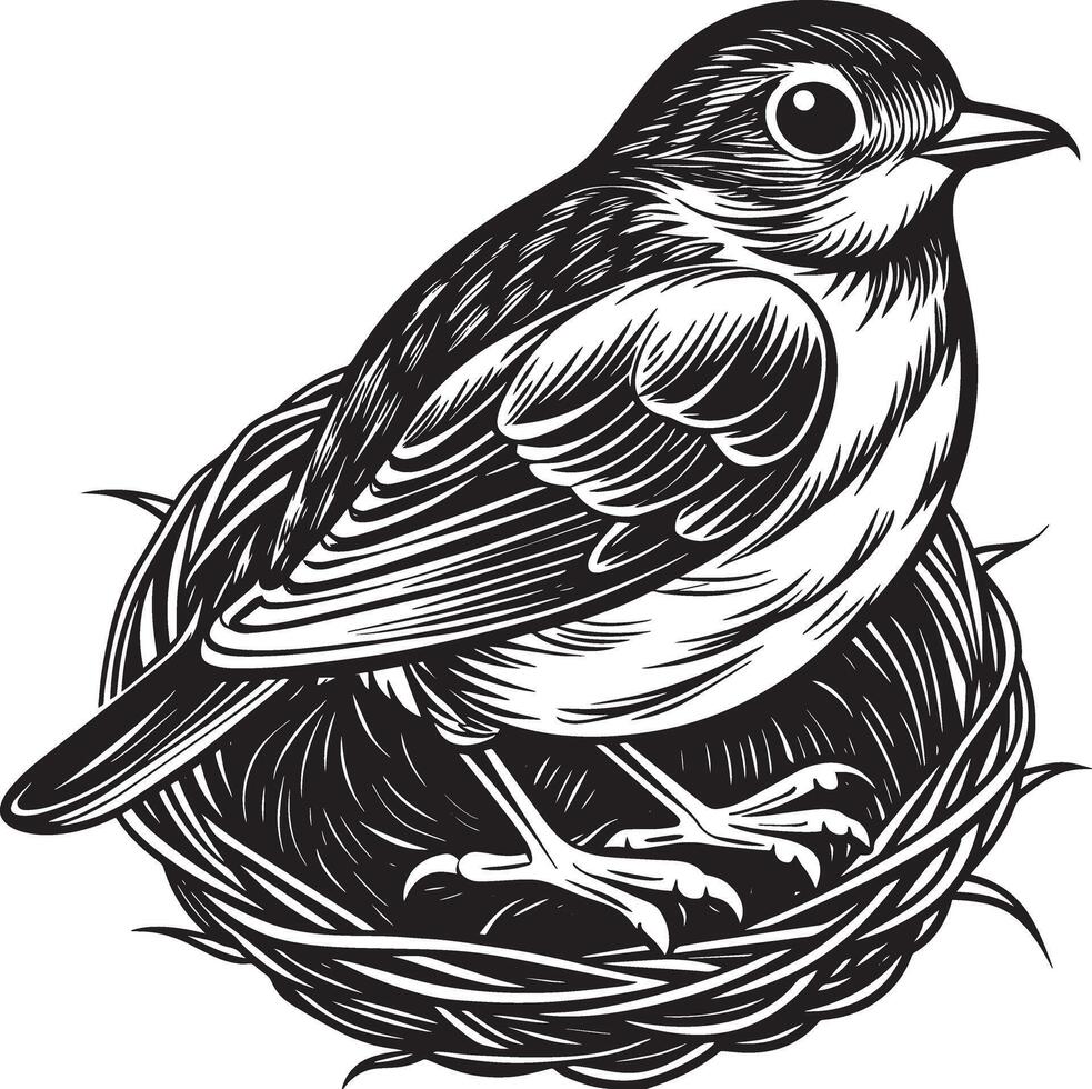 Bird in the nest. Black and white engraving. illustration. vector