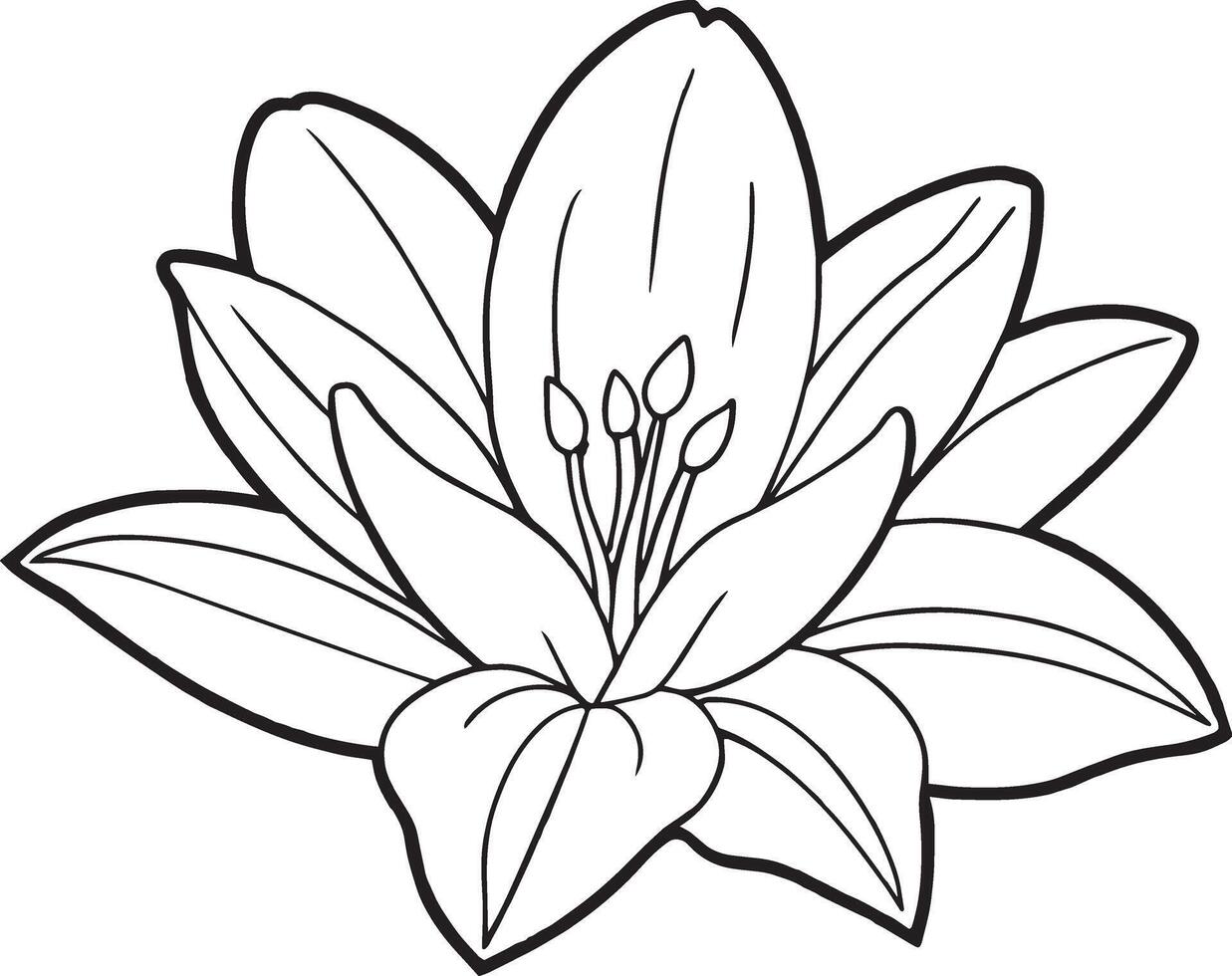 Coloring book for children a beautiful flower of a lily vector