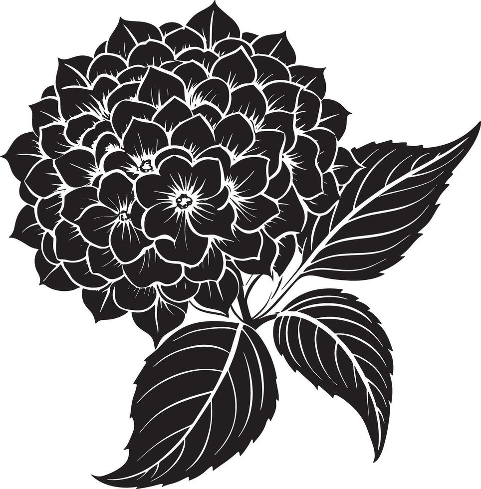 hortensia flor. negro y blanco ilustración para colorante libro. vector