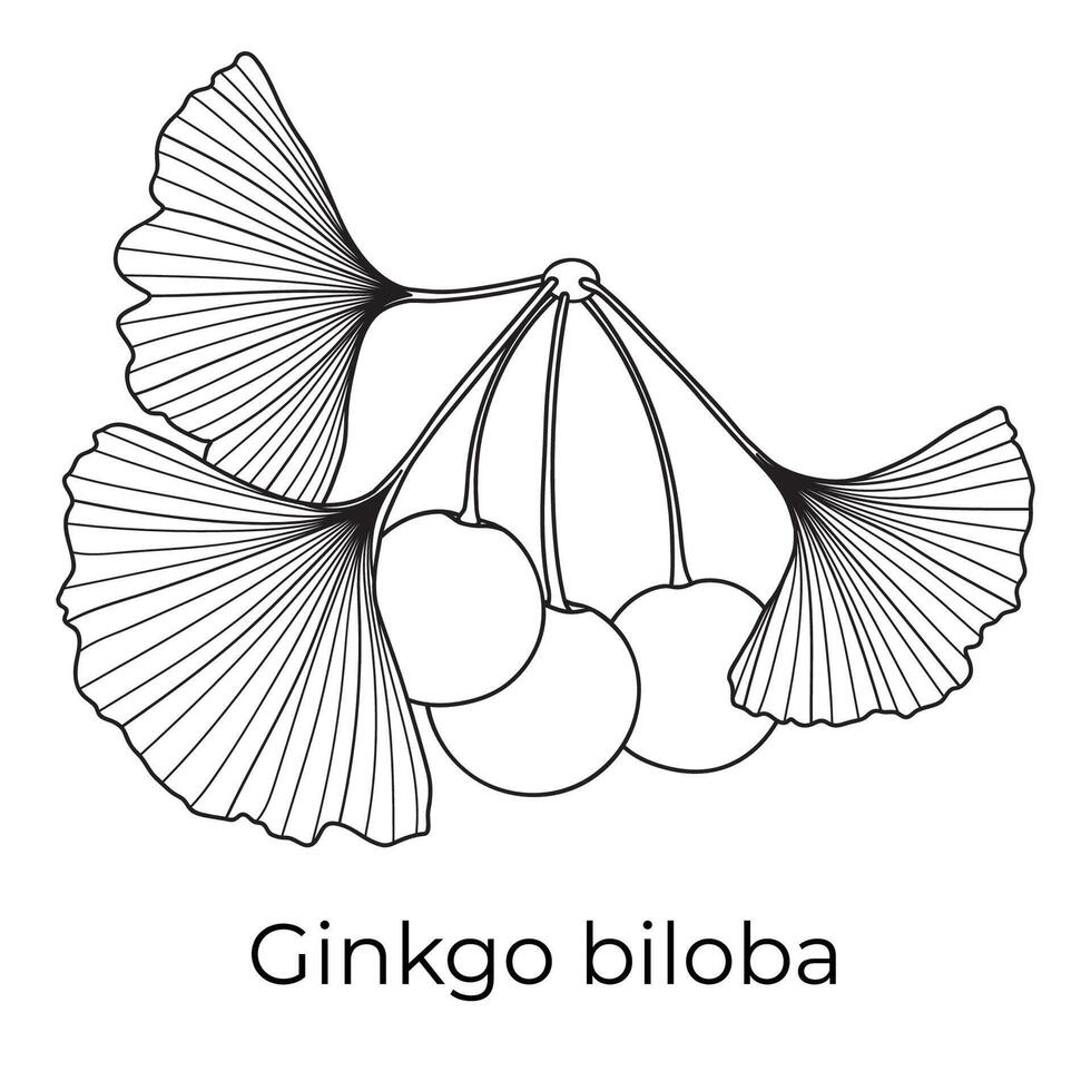 Ginkgo Biloba Tree Twig Outline vector