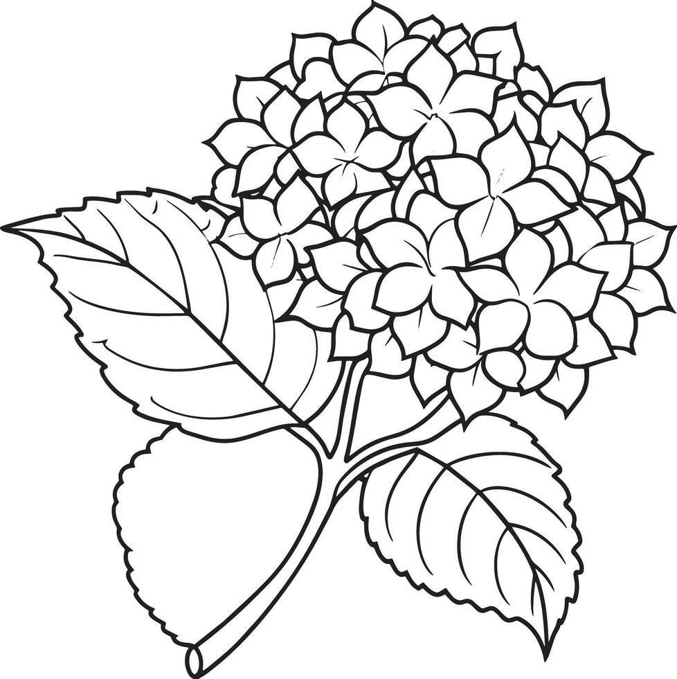 Hydrangea flower. Black and white illustration for coloring book. vector