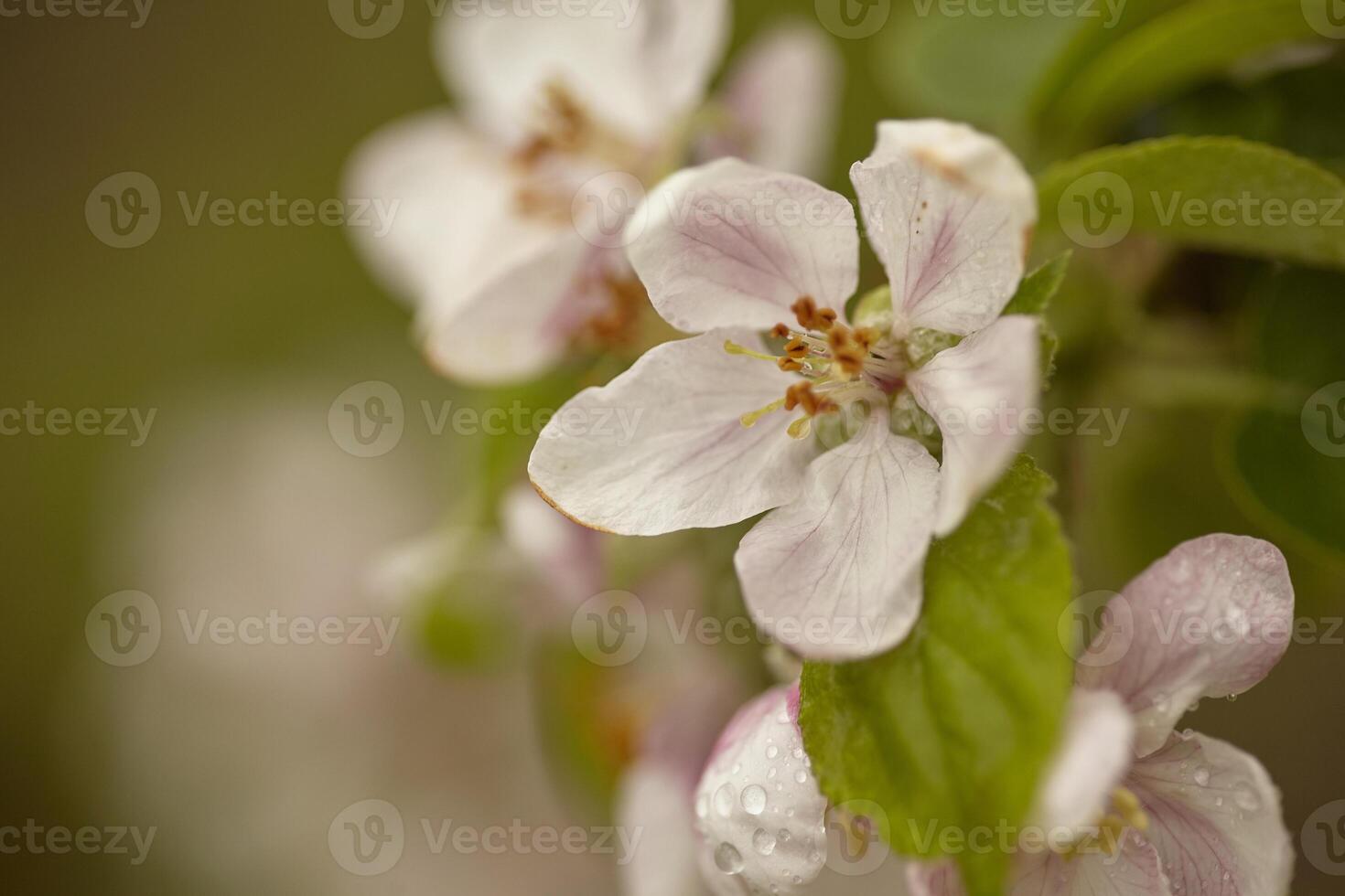 Apple tree Blossom 5 photo