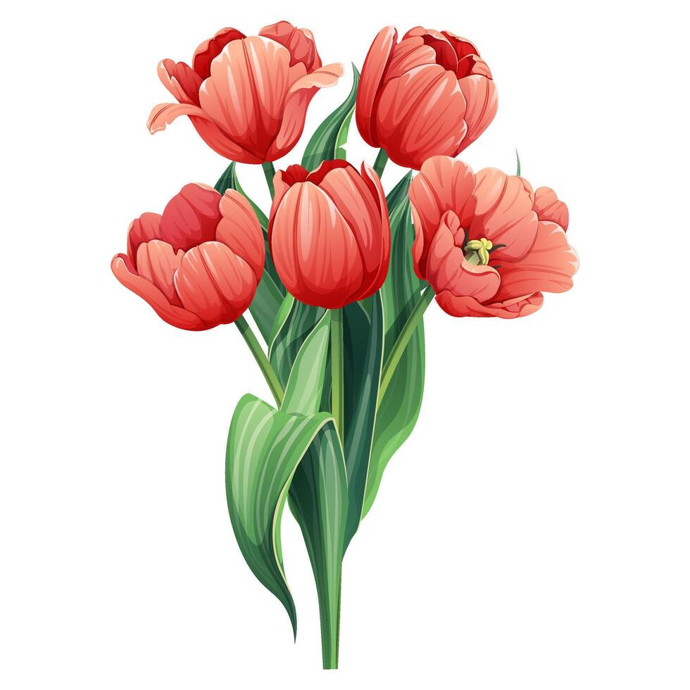 Tulips on an isolated background. A bouquet of spring red flowers for the decoration of cards, banners, posters, invitations, etc. vector