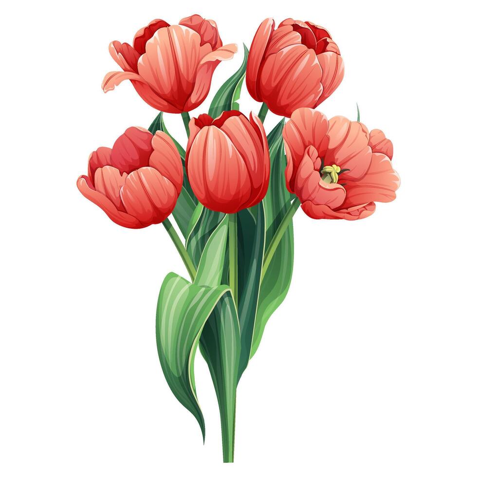 tulipanes en un aislado antecedentes. un ramo de flores de primavera rojo flores para el decoración de tarjetas, pancartas, carteles, invitaciones, etc. vector