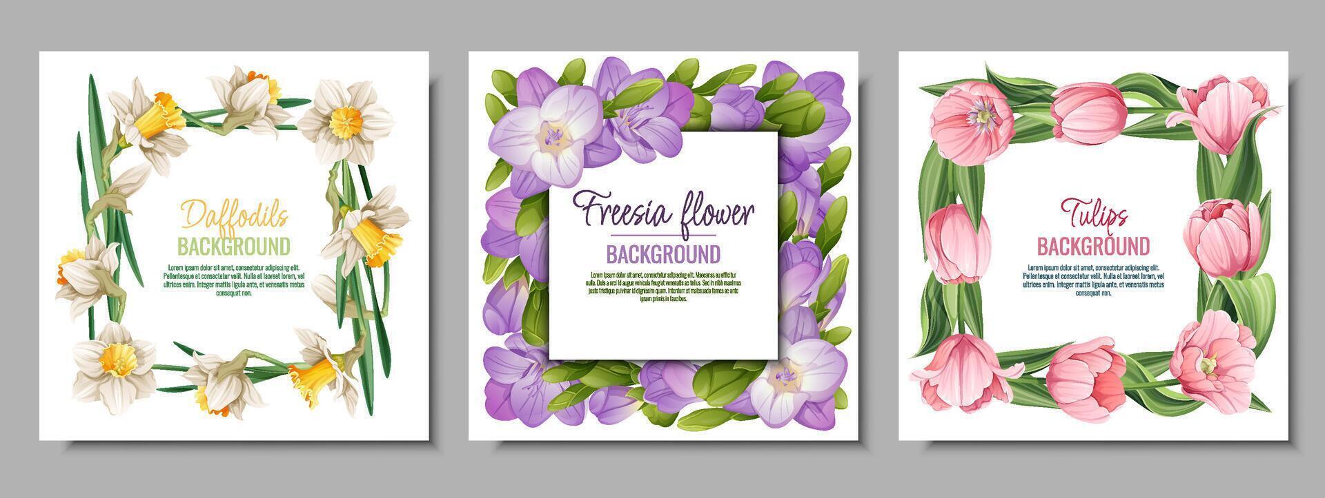 conjunto de bandera plantillas con primavera flores tarjeta postal, póster con tulipanes, narcisos, fresia ilustración de delicado flores en dibujos animados estilo para tarjeta, invitación, fondo, etc. vector