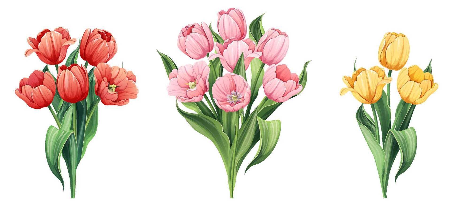 conjunto de tulipanes en aislado antecedentes. un ramo de flores de primavera flores para el decoración de tarjetas, pancartas, carteles, invitaciones, etc. vector