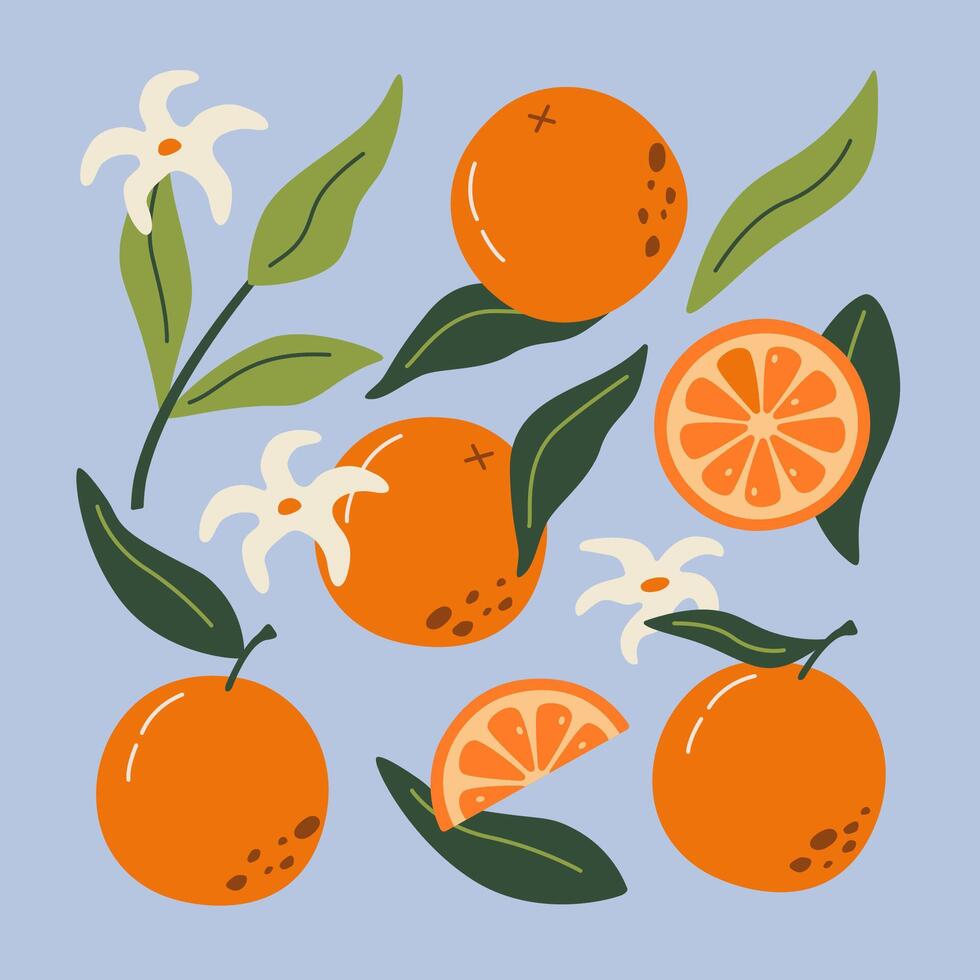 Set of hand drawn oranges fruits with leaves, branches and flowers. Modern botanical illustration. Set of citrus. vector