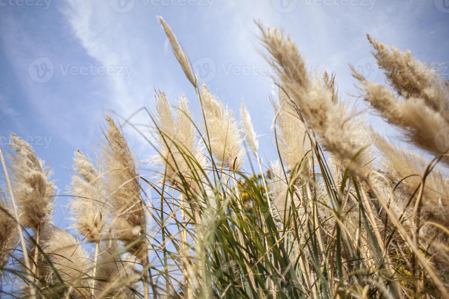 Pampas grass in nature photo