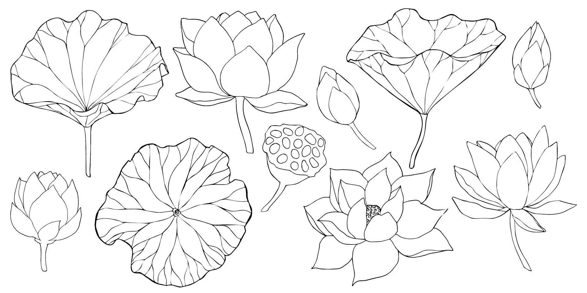 lotus flowers, leaves and buds black line art. Set of illustration. Outline floral drawing for for logo, tattoo, packaging design, compositions. Water Lily botanical design vector