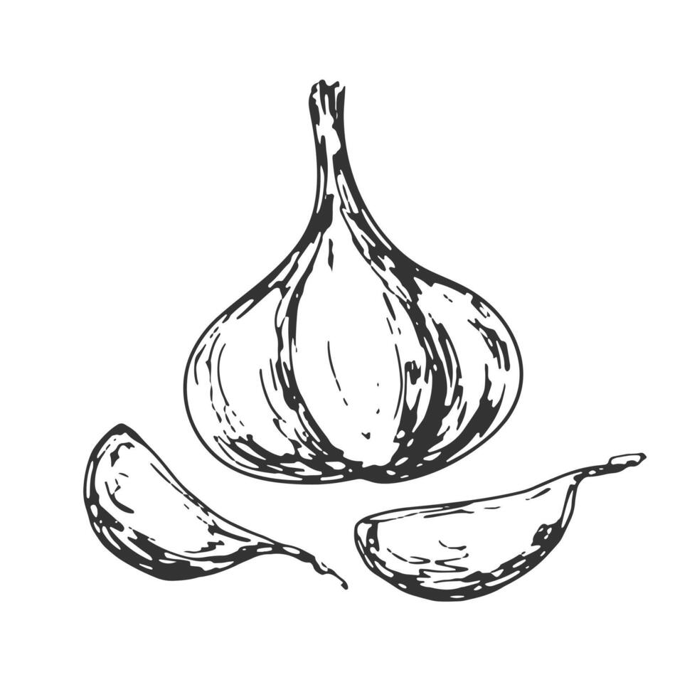 Head of garlic and garlic cloves isolated on white background. Hand drawn garlic. Black and white vegetable. Food drawn with hatching. Sketch of garlic vector