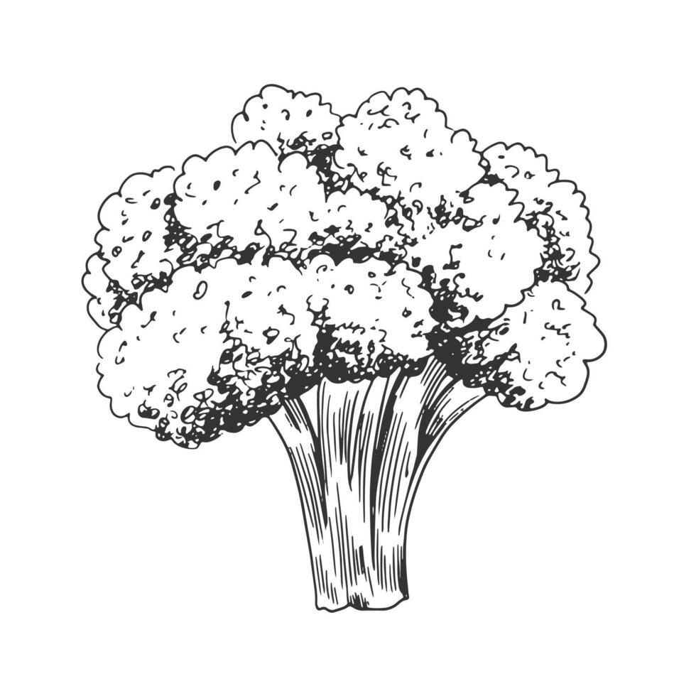Broccoli isolated on white background. Hand drawn cauliflower. Black and white vegetable. Food drawn with hatching. Sketch of broccoli vector