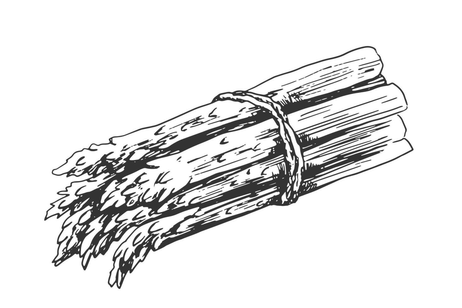 Bunch of asparagus isolated on white background. Black and white vegetable. Food drawn with hatching. Hand drawn asparagus. Sparrow grass sketch vector