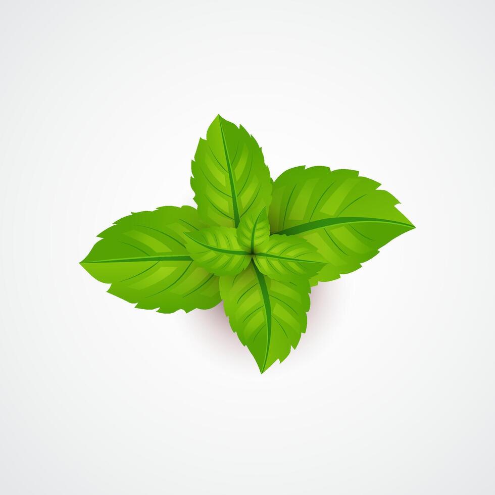 a green mint leaf on a white background vector