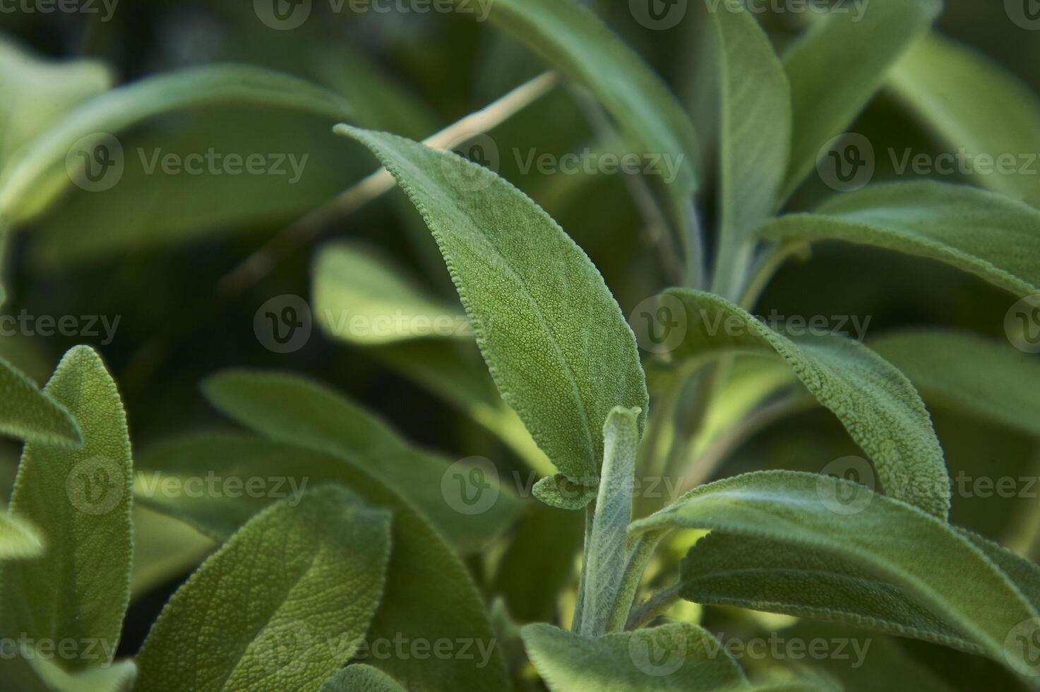 asombroso detalle de la hoja de salvia foto