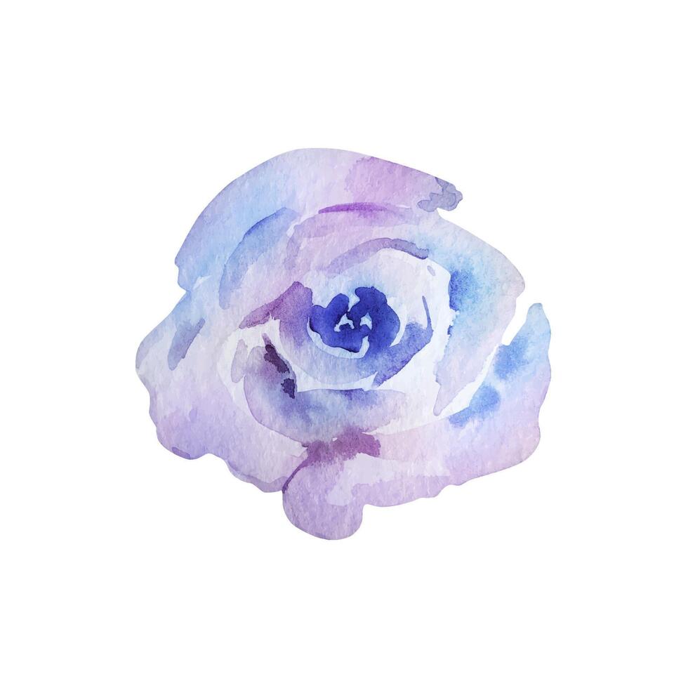 Blue and purple Rose watercolor blossom flowers vector