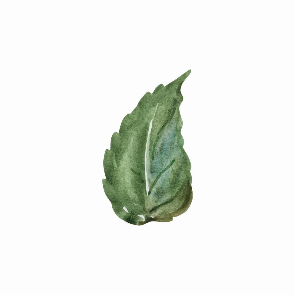 Green big leaf watercolor, floral vector