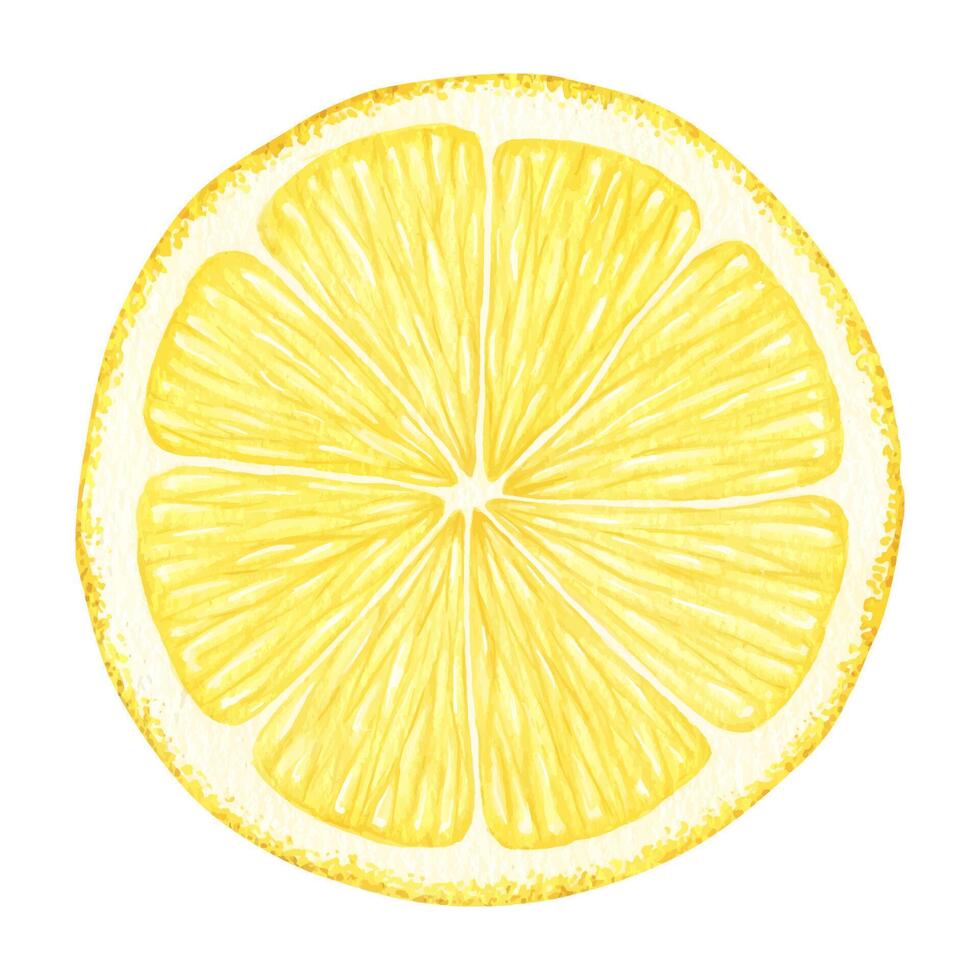 rebanada de limón frutas aislado mano dibujado acuarela ilustración. medio tropical agrios fruta. diseño para menú, paquete, cosmético, textil, tarjetas vector