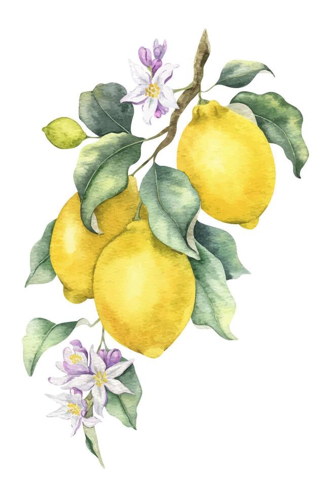 Branch of Lemon fruits, flowers and leaves. Isolated hand drawn watercolor illustration. Tropical citrus fruit. Design for menu, package, cosmetic, textile, cards vector