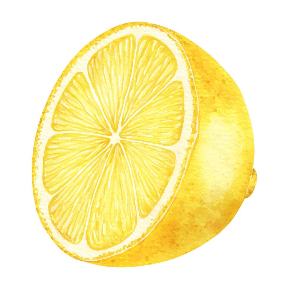 Slice of Lemon fruits. Isolated hand drawn watercolor illustration. Half tropical citrus fruit. Design for menu, package, cosmetic, textile, cards vector