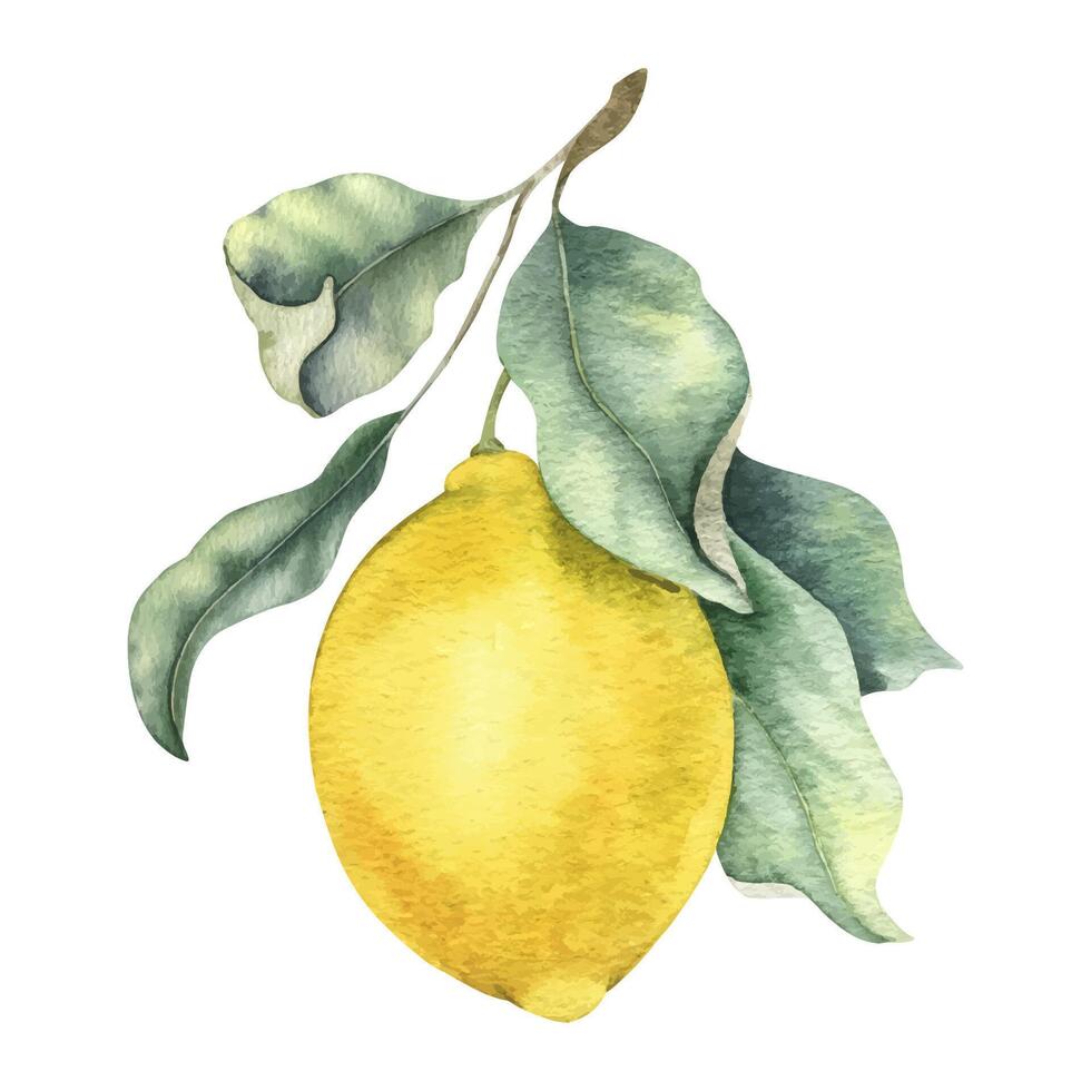 Branch of Lemon fruits and leaves. Isolated hand drawn watercolor illustration. Tropical citrus fruit. Design for menu, package, cosmetic, textile, cards vector