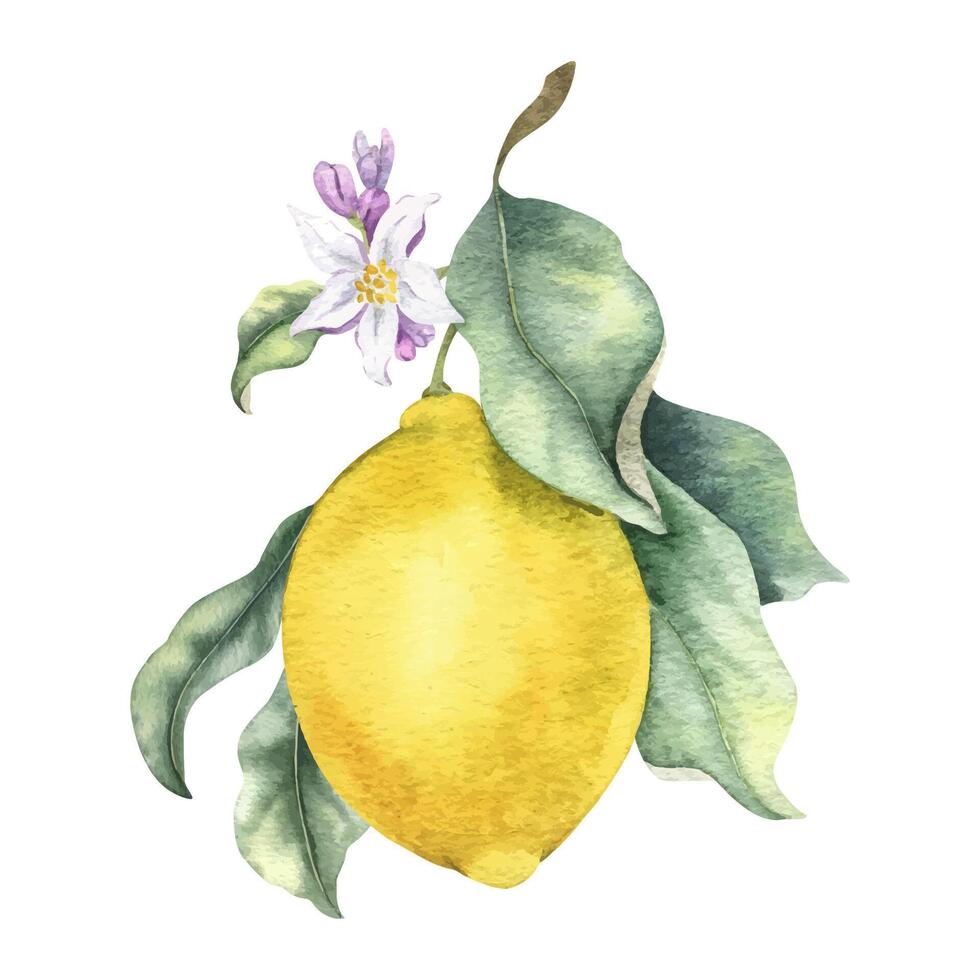 Branch of Lemon fruits, flowers and leaves. Isolated hand drawn watercolor illustration. Tropical citrus fruit. Design for menu, package, cosmetic, textile, cards vector