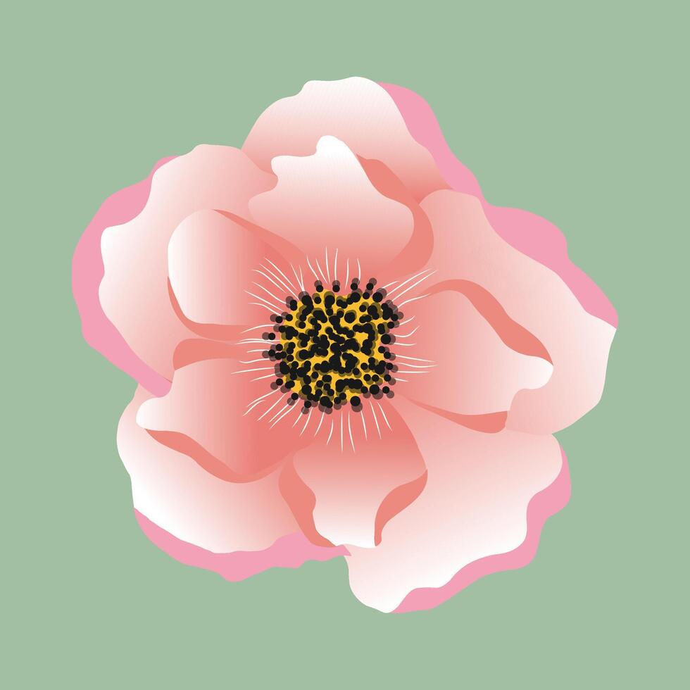 aislado ilustración de coral anémona flor vector