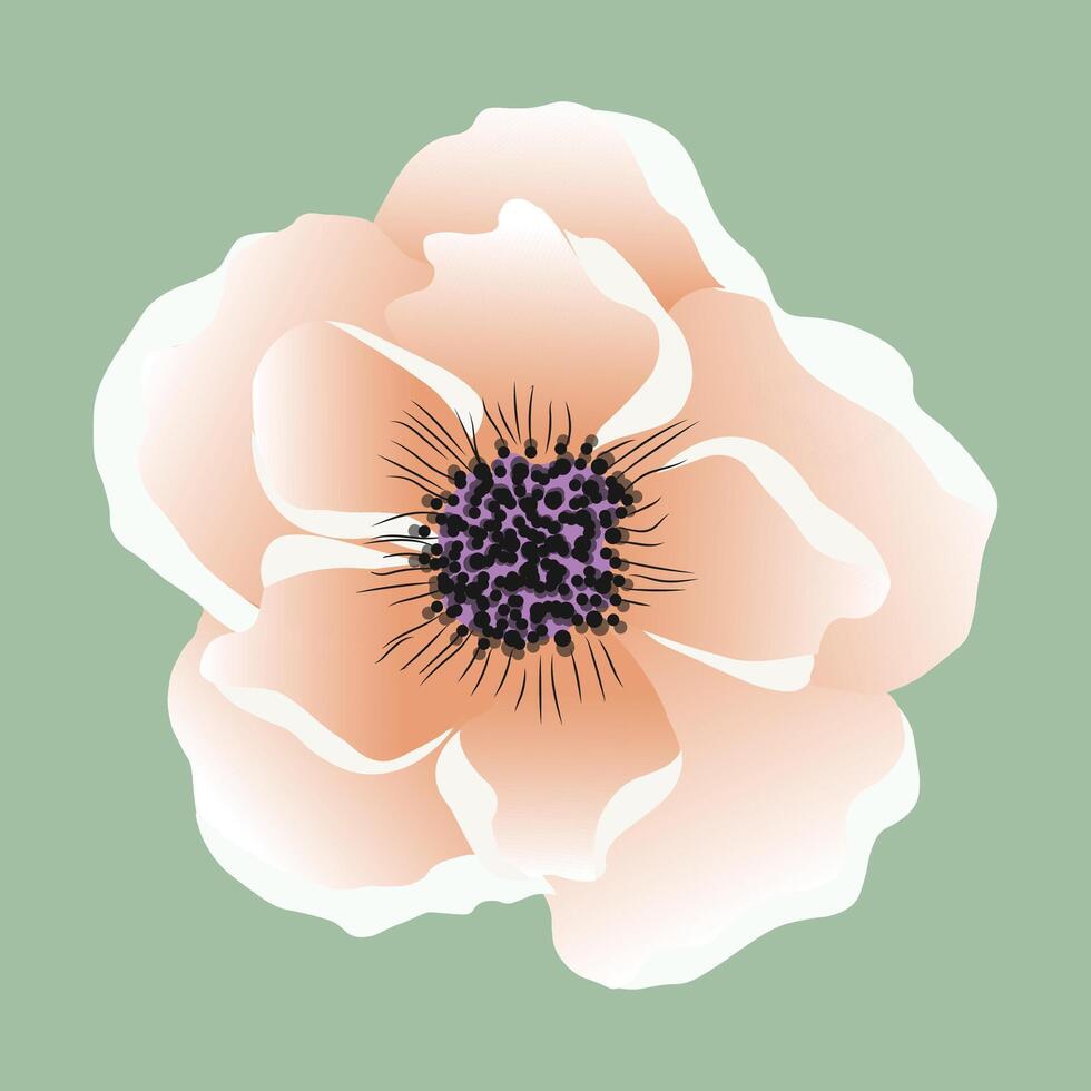 aislado ilustración de melocotón anémona flor vector