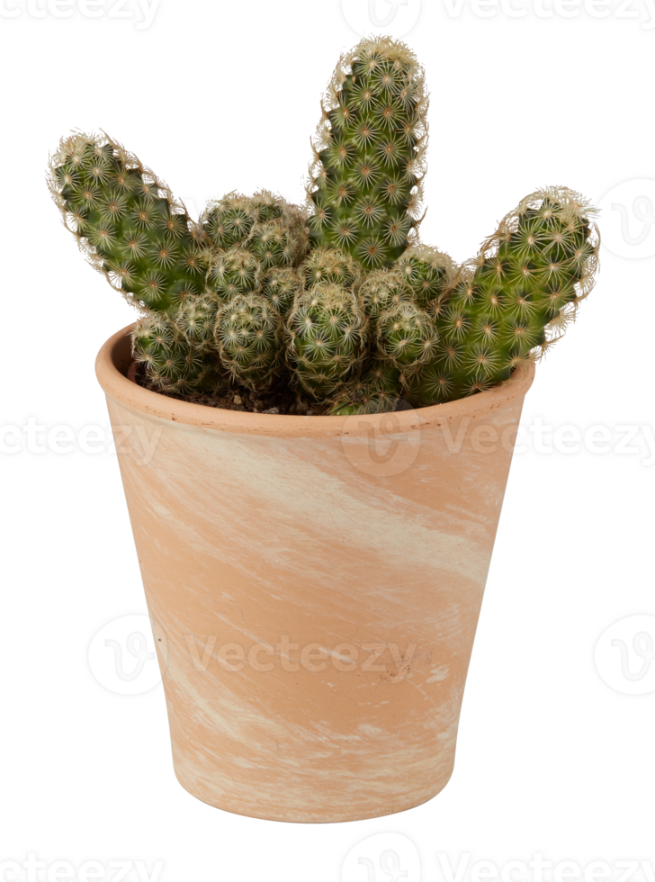 cactus in a pot cut out isolated transparent background png