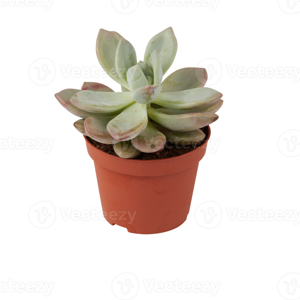 cactus in a pot cut out isolated transparent background png