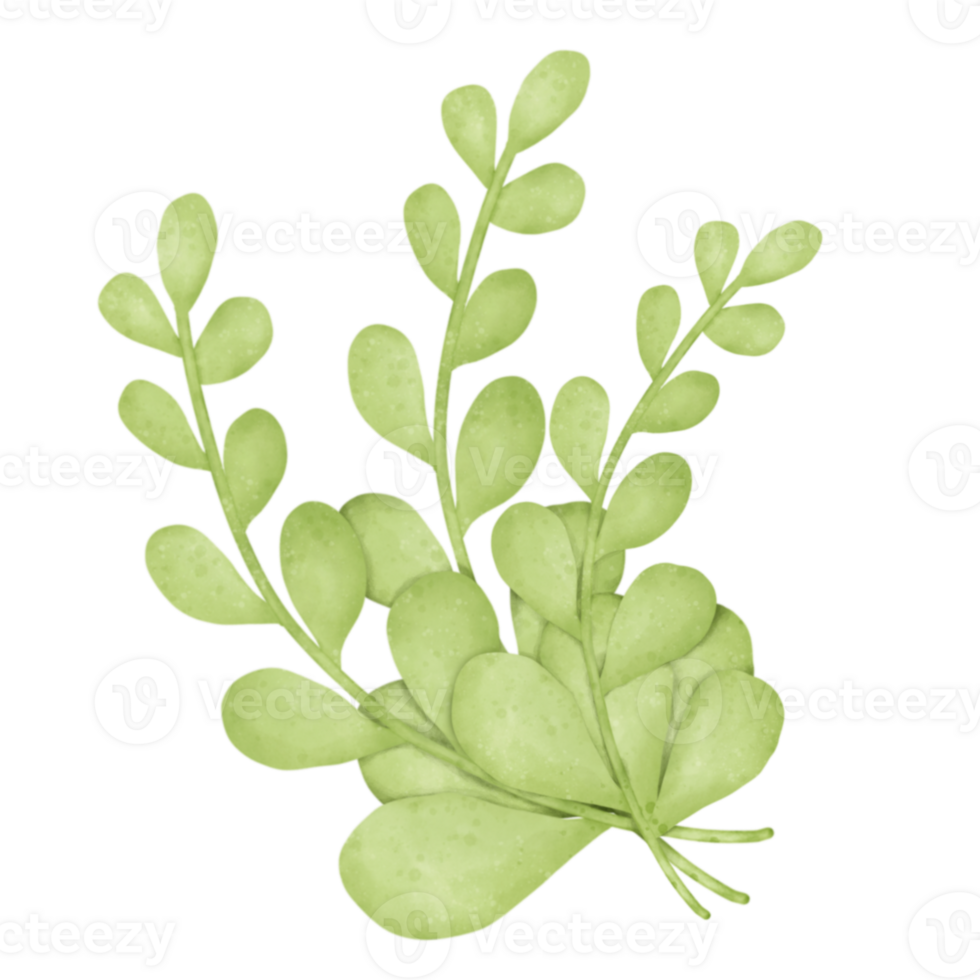 Watercolor green leave png