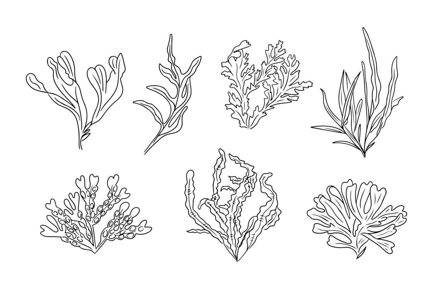 Monochrome doodle set of different seaweeds. Collection of sketchy contour drawings isolated on white background. Black outline botanical stickers vector