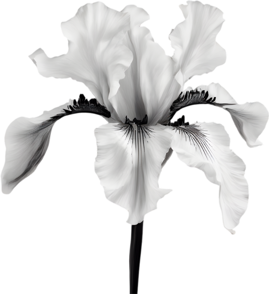 Close-up of a blooming iris flower. AI-Generated. png