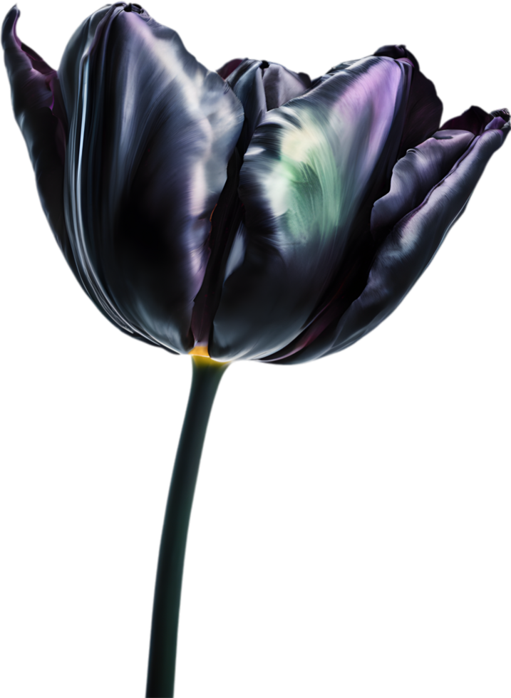 Close-up of a blooming tulip flower. AI-Generated. png
